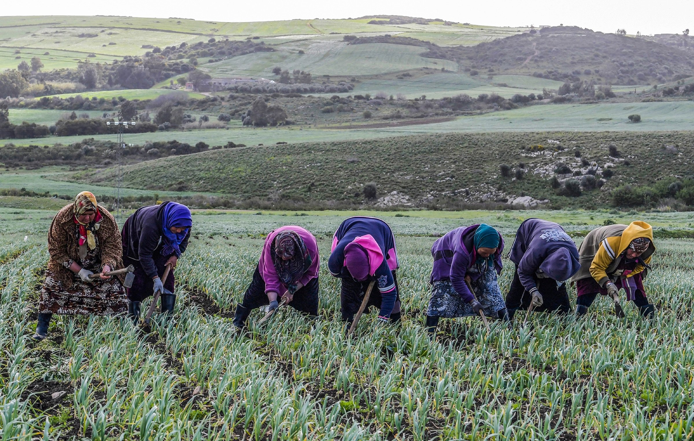 L'image montre un groupe de femmes qui travaillent dans un champ. Elles sont penchées en avant, arrachant des plantes ou récoltant des légumes. Les membres du groupe portent des vêtements colorés et des foulards, ce qui suggère qu'elles sont engagées dans des activités agricoles. En arrière-plan, on aperçoit des collines verdoyantes, qui ajoutent à la beauté du paysage rural. L'atmosphère semble être calme et paisible, représentant le travail acharné lié à l'agriculture.