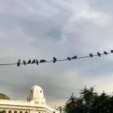 « Les oiseaux de la grande poste »