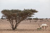 Oryx dans les plaines désertiques d'Al-Wusta, gouvernorat isolé du centre. 