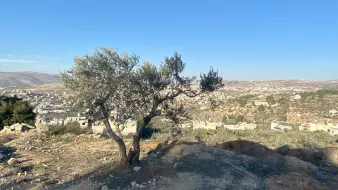 The image depicts a solitary olive tree on a hillside, set against a clear blue sky. In the background, there are rolling hills and a view of a valley scattered with small buildings, likely part of a village or town. The landscape appears dry with patches of greenery, suggesting a rural area. The olive tree, with its twisted trunk and sparse leaves, stands out prominently in the foreground, adding a touch of nature to the scene.