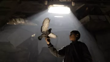 Un ragazzo tiene un piccione su un dito, in un ambiente illuminato da un raggio di luce.
