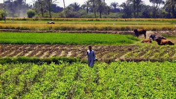 L'image montre un paysage rural avec de vastes champs cultivés. Au premier plan, des rangées de plantes verts poussent, probablement des légumes ou des cultures. On peut voir un homme au milieu des champs, portant une tenue traditionnelle. À l'arrière-plan, on aperçoit des palmiers et des terres agricoles étendues. Il y a aussi des vaches paissant tranquillement dans le champ. L'ensemble dégage une atmosphère paisible et bucolique.