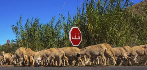Un troupeau de moutons traverse une route devant un panneau d'arrêt.