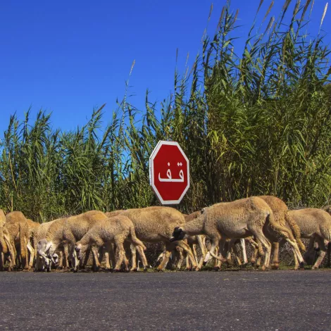 Un troupeau de moutons traverse une route devant un panneau d'arrêt.