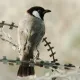 L'image montre un oiseau perché sur une branche. Cet oiseau a une coloration unique, avec un plumage principalement gris et une tête noire avec une tache blanche sur le visage. Son corps est élancé et il semble attentif à son environnement. L'arrière-plan est flou et décoloré, ce qui met en valeur l'oiseau et sa posture.