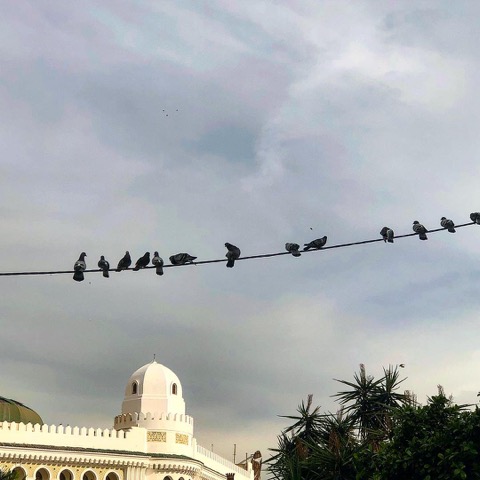 « Les oiseaux de la grande poste »