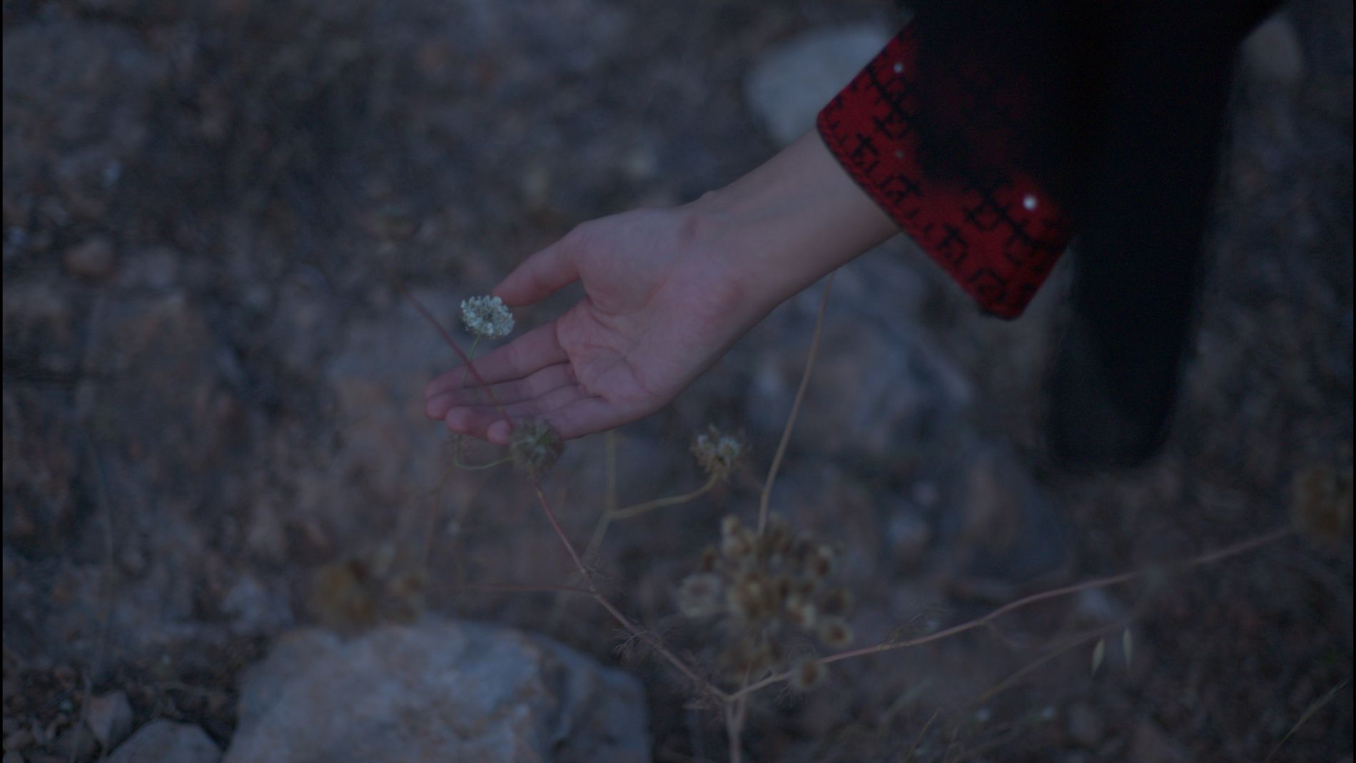 Une main effleure des fleurs sauvages dans un paysage rocheux au crépuscule.