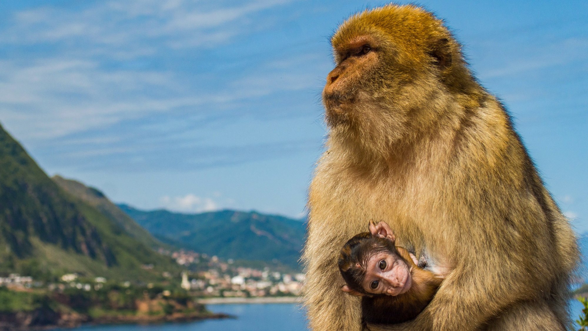 تظهر في الصورة قرد كبير يحتضن قردًا صغيرًا. لديه فرو بني مذهل وذيل طويل. الخلفية تضم مناظر طبيعية جميلة، حيث توجد جبال خضراء ومياه زرقاء، مما يعطي انطباعًا عن طبيعة هادئة. السماء صافية، مع بعض السحب الخفيفة. الجو يبدو مشمسًا ومشرقًا.