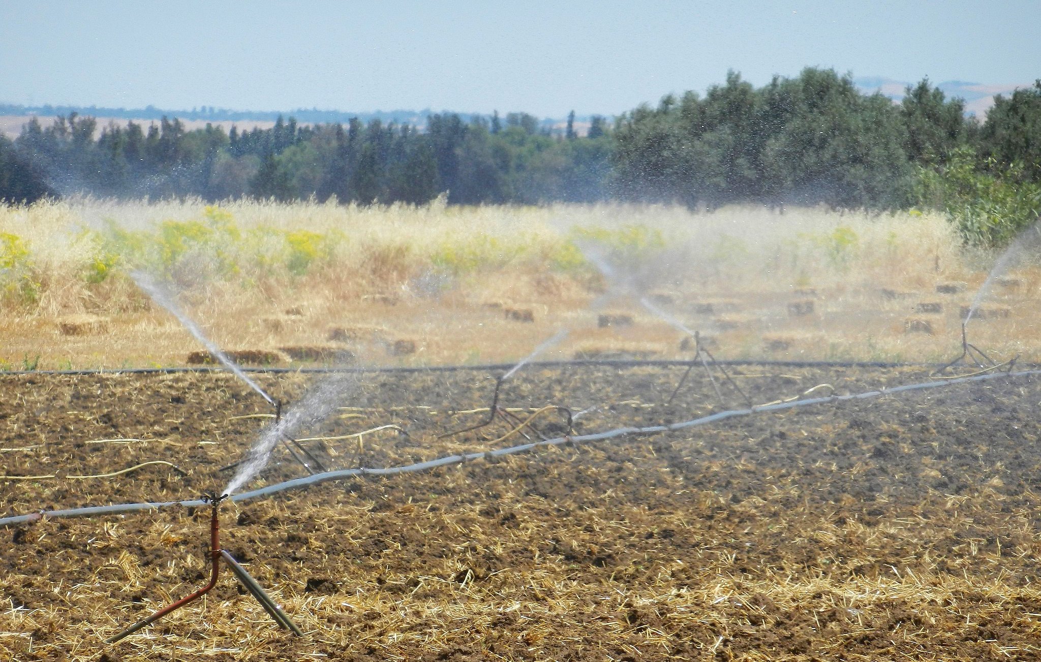 تظهر في الصورة مزرعة حيث يتم ري الأرض. يتم ضخ الماء من خلال أنابيب مرتبة على طول الحقل، حيث تتصاعد الرشات بشكل منعش فوق التربة الجافة. في الخلفية، تظهر بعض الأشجار والمزارع الأخرى، مما يدل على بيئة زراعية. السماء زرقاء وصافية، مما يضفي شعوراً بالهدوء والطبيعة.
