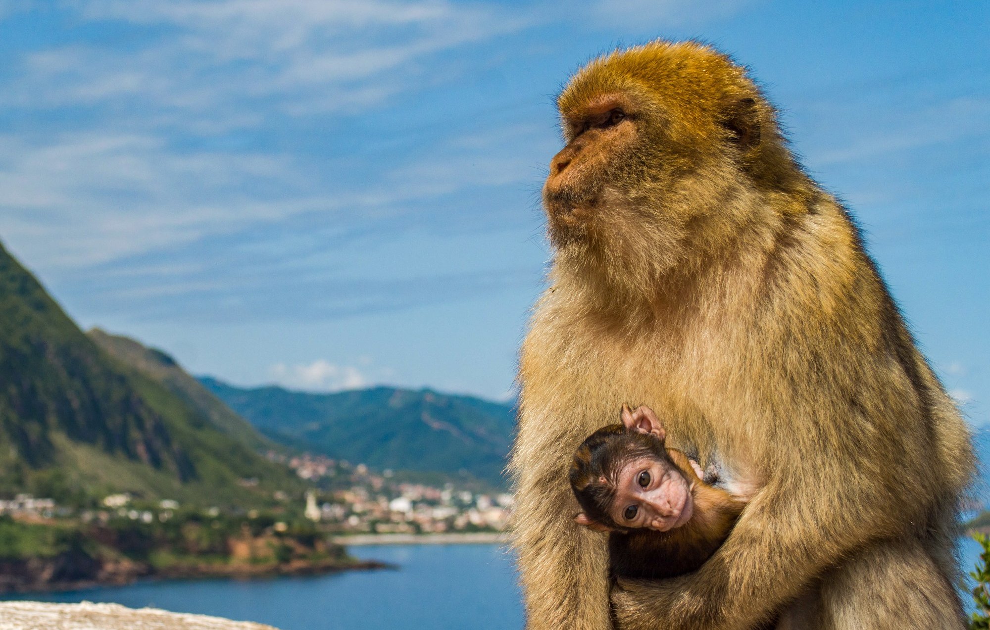 تظهر في الصورة قرد كبير يحتضن قردًا صغيرًا. لديه فرو بني مذهل وذيل طويل. الخلفية تضم مناظر طبيعية جميلة، حيث توجد جبال خضراء ومياه زرقاء، مما يعطي انطباعًا عن طبيعة هادئة. السماء صافية، مع بعض السحب الخفيفة. الجو يبدو مشمسًا ومشرقًا.