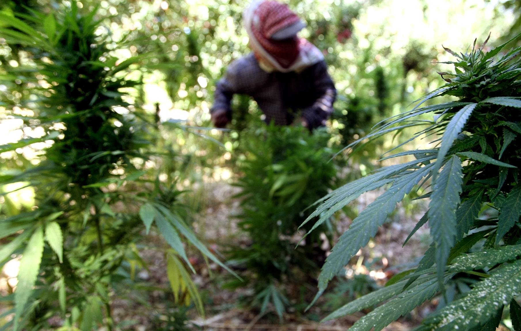 تظهر الصورة شخصًا يعمل في مزرعة تحتوي على نباتات القنب. يبدو أن الشخص مشغول بقطف أو العناية بالنباتات. النباتات ذات الأوراق الخضراء الكثيفة تحيط بالشخص، مما يعطي انطباعًا عن بيئة زراعية. الخلفية تبدو طبيعية، مع تداخل الضوء وظلال الأشجار.