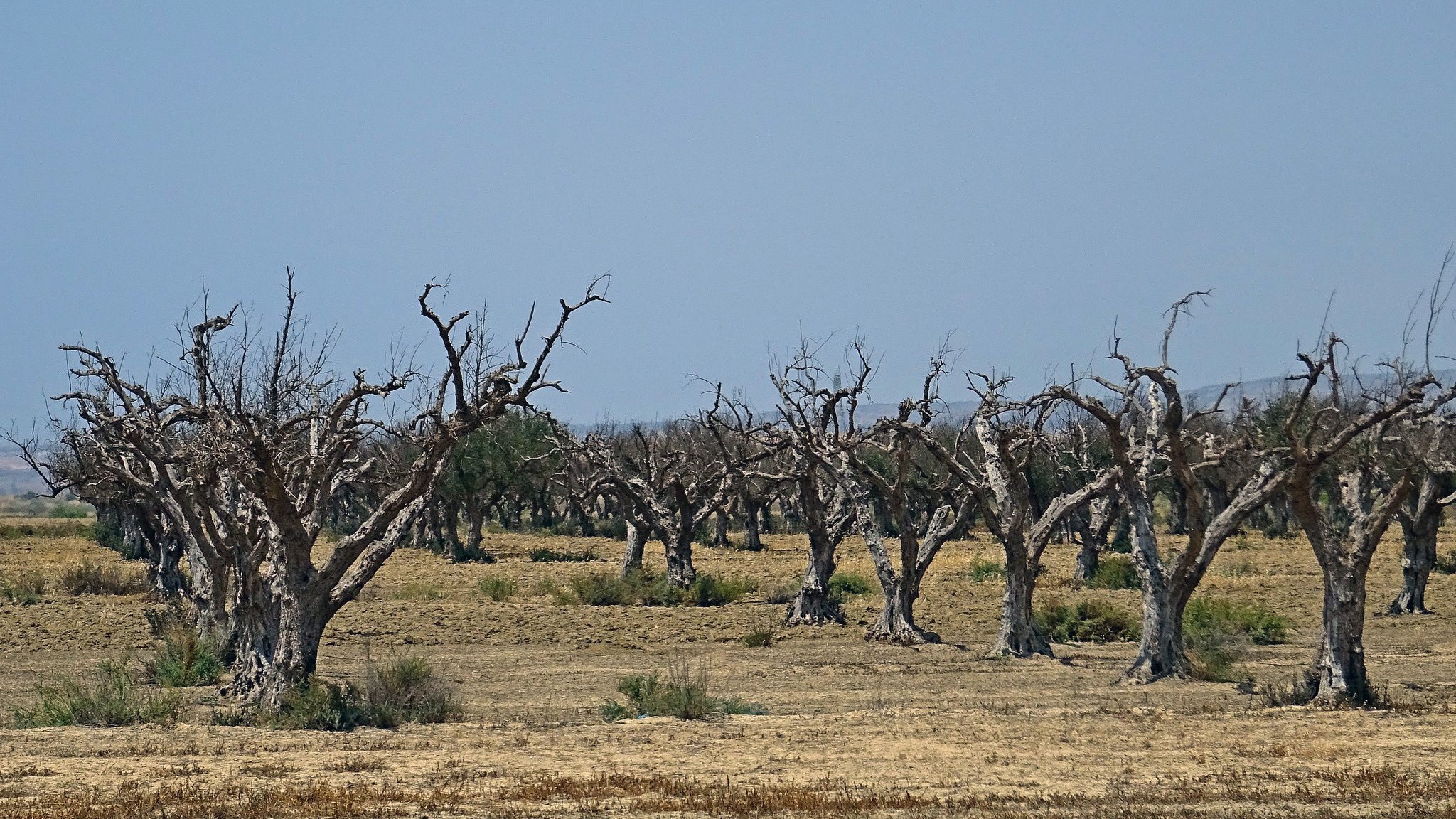 الصورة تُظهر مجموعة من الأشجار الجرداء في منطقة قاحلة. الأشجار يبدو أنها ميتة أو جافة، حيث تفتقر إلى الأوراق. يُحيط بالأشجار مساحة واسعة من الأرض اليابسة، مما ينم عن بيئة جافة أو منطقة تعرضت للجفاف. السماء في الخلفية زرقاء، ولكنها قد تشير أيضًا إلى حرّ شديد. هذه الصورة تعكس مشهدًا من الطبيعي القاحل حيث يفتقر المشهد إلى الحياة الخضراء.