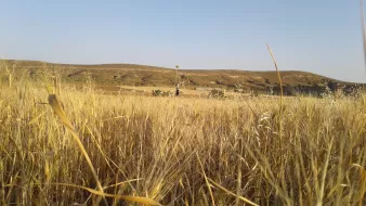 تشير الصورة إلى منظر طبيعي يتميز بحقول واسعة من القمح أو العشب الجاف. يبدو أن الحقول تتألق تحت أشعة الشمس، حيث تبرز ألوانها الذهبية. في الخلفية، تظهر تلال متموجة تمتد تحت سماء زرقاء صافية، مما يضفي جمالاً وهدوءاً على المشهد. يُظهر المنظر الطبيعة في حالة نقية وساحرة، مما يعكس جمالية الريف.