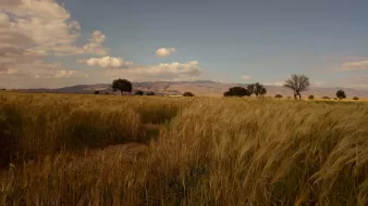 الصورة تُظهر منظرًا طبيعيًا خلابًا يحمل حقولًا من القمح الذهبي، حيث تتمايل السنابل بفعل النسيم. في الخلفية، يمكن رؤية جبال تتدرج في الألوان، تحت سماء زرقاء تزينها بعض السحب البيضاء. تظهر أيضًا بعض الأشجار في الميدان، مما يضيف لمسة من الحياة إلى المشهد. الأجواء هادئة وتبعث على الاسترخاء.