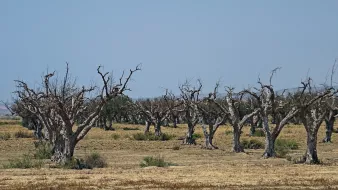 الصورة تُظهر مجموعة من الأشجار الجرداء في منطقة قاحلة. الأشجار يبدو أنها ميتة أو جافة، حيث تفتقر إلى الأوراق. يُحيط بالأشجار مساحة واسعة من الأرض اليابسة، مما ينم عن بيئة جافة أو منطقة تعرضت للجفاف. السماء في الخلفية زرقاء، ولكنها قد تشير أيضًا إلى حرّ شديد. هذه الصورة تعكس مشهدًا من الطبيعي القاحل حيث يفتقر المشهد إلى الحياة الخضراء.