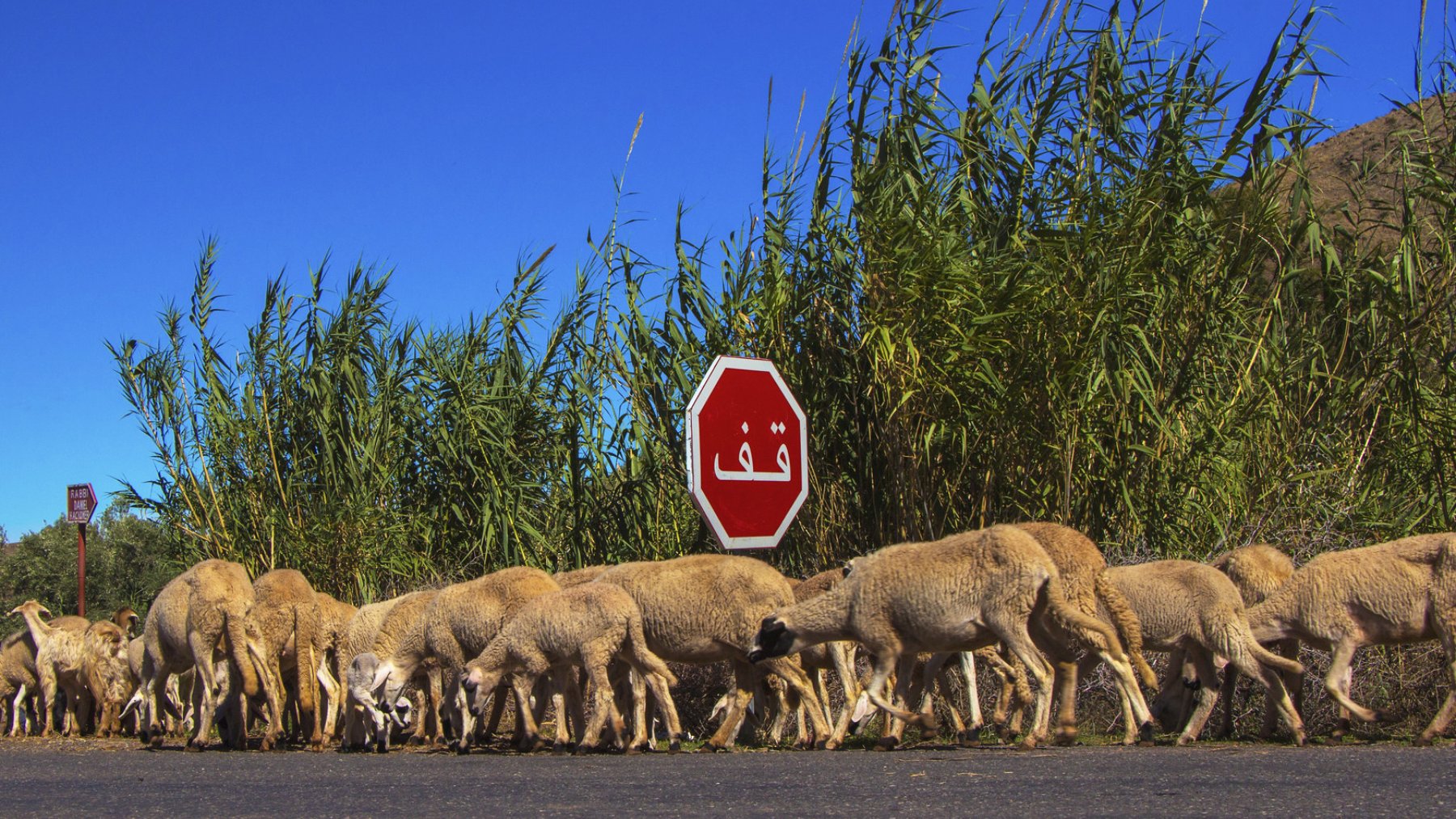 A flock of sheep crosses a road near a stop sign, with tall grass in the background.