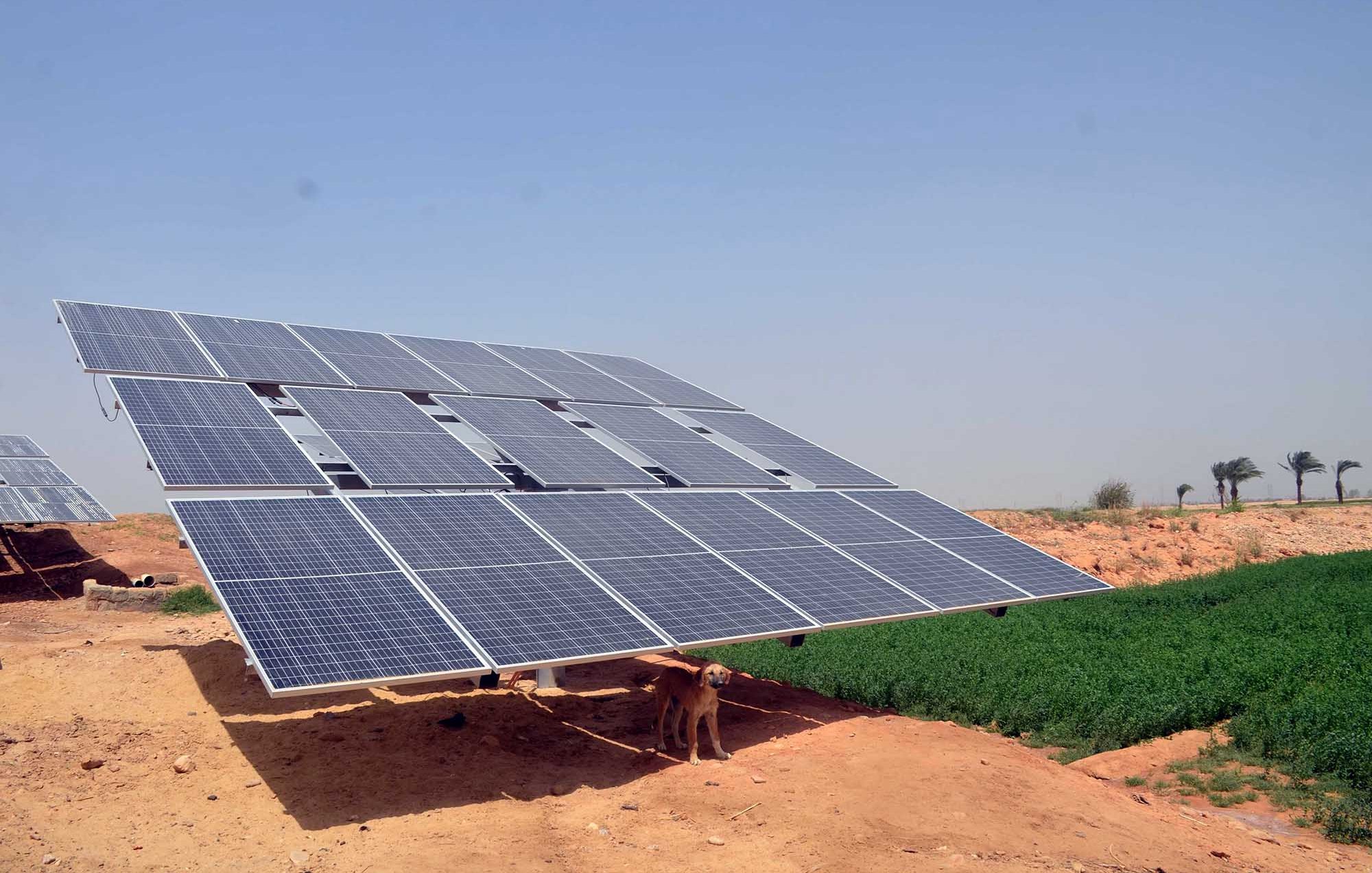 The image shows a solar panel installation in a dry landscape. The solar panels are tilted and mounted on a metal structure, casting a shadow on the ground beneath them. There is a dog standing under the panels, and the surrounding area consists of sandy soil with some greenery visible nearby. In the background, there are palm trees and a clear blue sky.