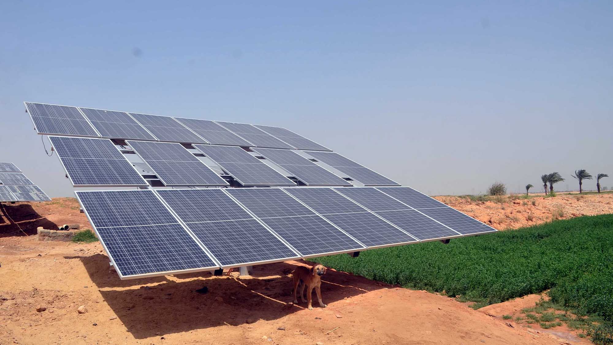 The image shows a solar panel installation in a dry landscape. The solar panels are tilted and mounted on a metal structure, casting a shadow on the ground beneath them. There is a dog standing under the panels, and the surrounding area consists of sandy soil with some greenery visible nearby. In the background, there are palm trees and a clear blue sky.