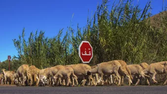 A flock of sheep crosses a road near a stop sign, with tall grass in the background.