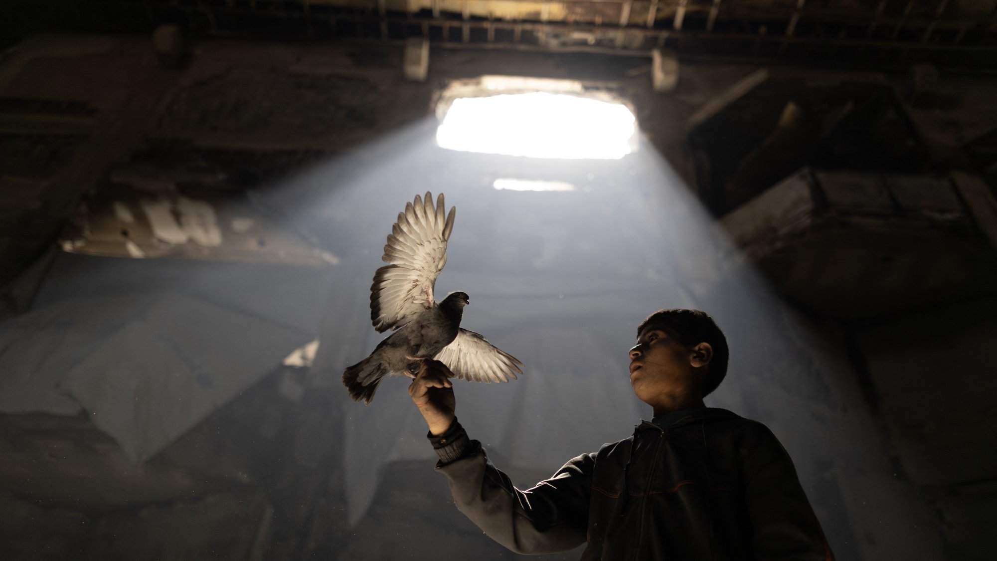 پسری در تاریکی، پرندهای را در دستانش نگهداشته و نور از بالای سرش به او میتابد.
