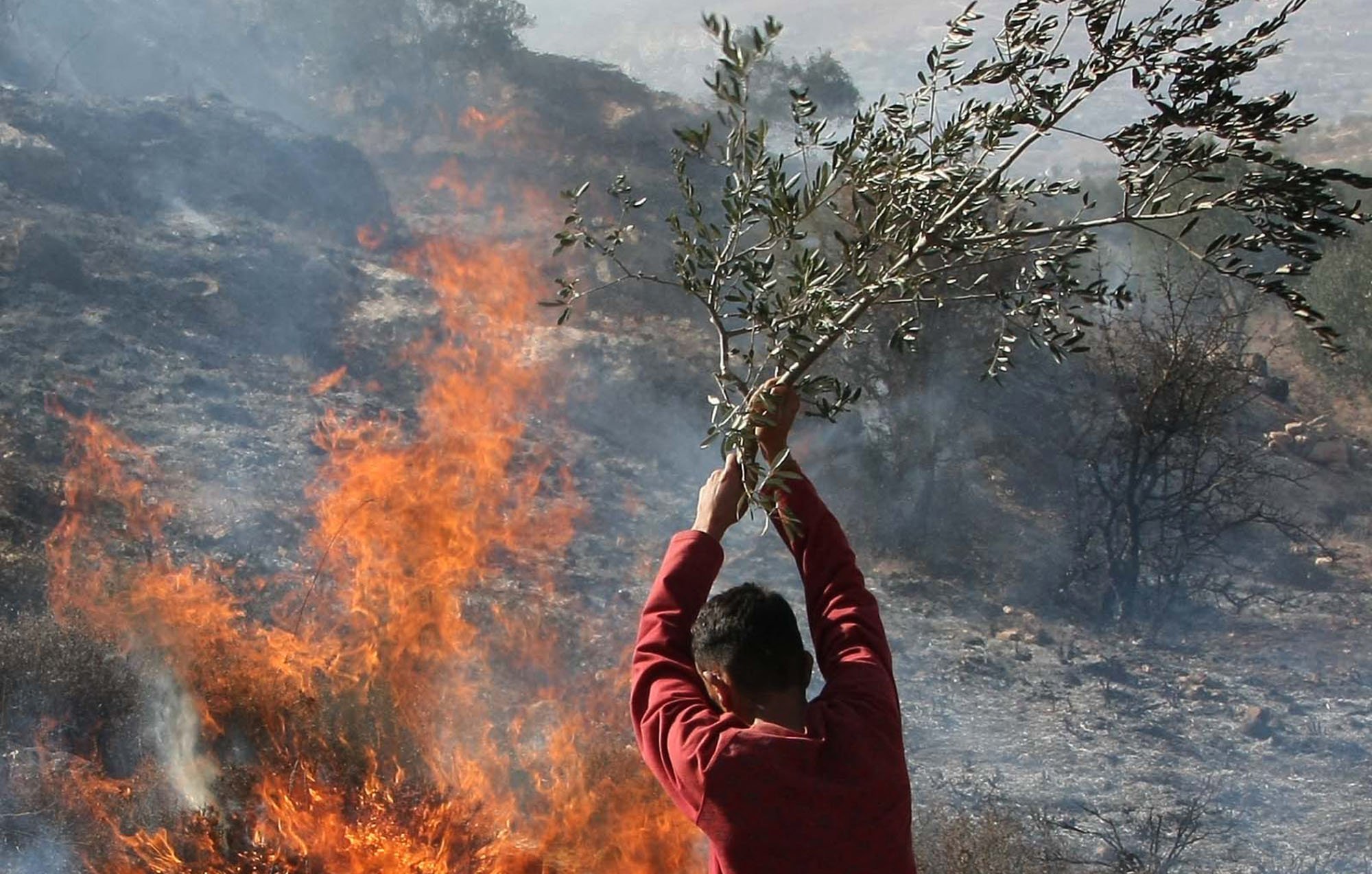 در تصویر، فردی به نظر میرسد که یک شاخه درخت زیتون را در حالی که در پسزمینه آتش زبانه میکشد، بالا برده است. آتش به شدت شعلهور است و دود به آسمان بلند میشود. محیط اطراف شبیه به مکان طبیعی یا جنگل است که احتمالاً در آتشسوزی آسیب دیده است. این صحنه حس اضطراب و کشمکش را منتقل میکند.