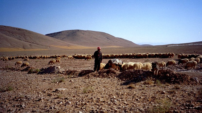 L'image montre un paysan dans un paysage désertique ou semi-aride, entouré d'un grand troupeau de moutons. On peut voir des collines en arrière-plan sous un ciel clair. Le sol est constitué de pierres et de terre, et le berger semble surveiller ses animaux, peut-être en train de les rassembler ou de les nourrir. L'ambiance semble calme et rurale, typique de la vie pastorale.
