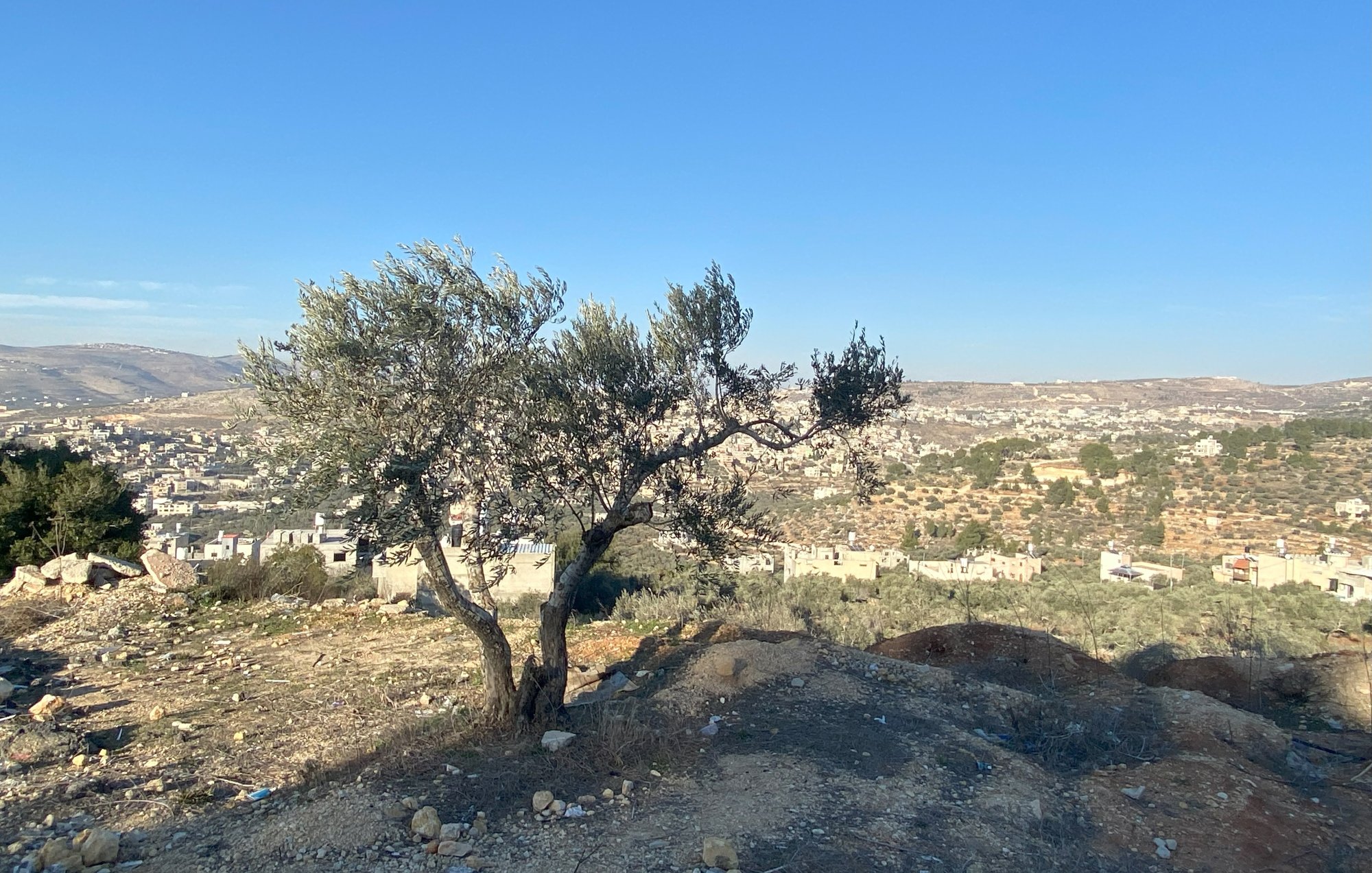 L'image montre un paysage rural avec un arbre olivier au premier plan. Cet olivier, avec ses branches étendues, surplombe une vallée. En arrière-plan, on peut voir un village ou une petite ville, probablement construite sur des collines, entourée de terres agricoles. Le ciel est clair et ensoleillé, ce qui donne une belle lumière à la scène. Le terrain est rocheux et légèrement aride, typique de certaines régions méditerranéennes.