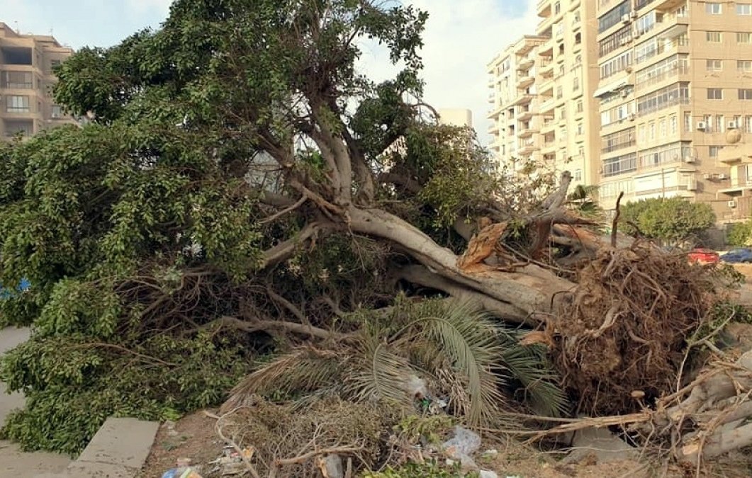 L'image montre un arbre déraciné, étendu sur le sol, avec ses branches et feuillages éparpillés. On peut voir des déchets et débris végétaux autour de l'arbre, ainsi que des bâtiments en arrière-plan. L'ensemble donne une impression de désordre et de négligence.