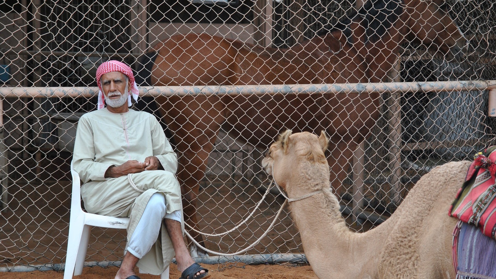 L'image montre un homme assis sur une chaise en plastique, vêtu d'une tenue traditionnelle. Il porte un keffieh rouge et blanc. À côté de lui, un chameau est attaché, tandis qu'en arrière-plan, d'autres chameaux sont visibles derrière une clôture en fil de fer. Le sol est sablonneux, ce qui évoque un environnement désertique. L'homme semble calme et observateur, profitant de son temps près des animaux.
