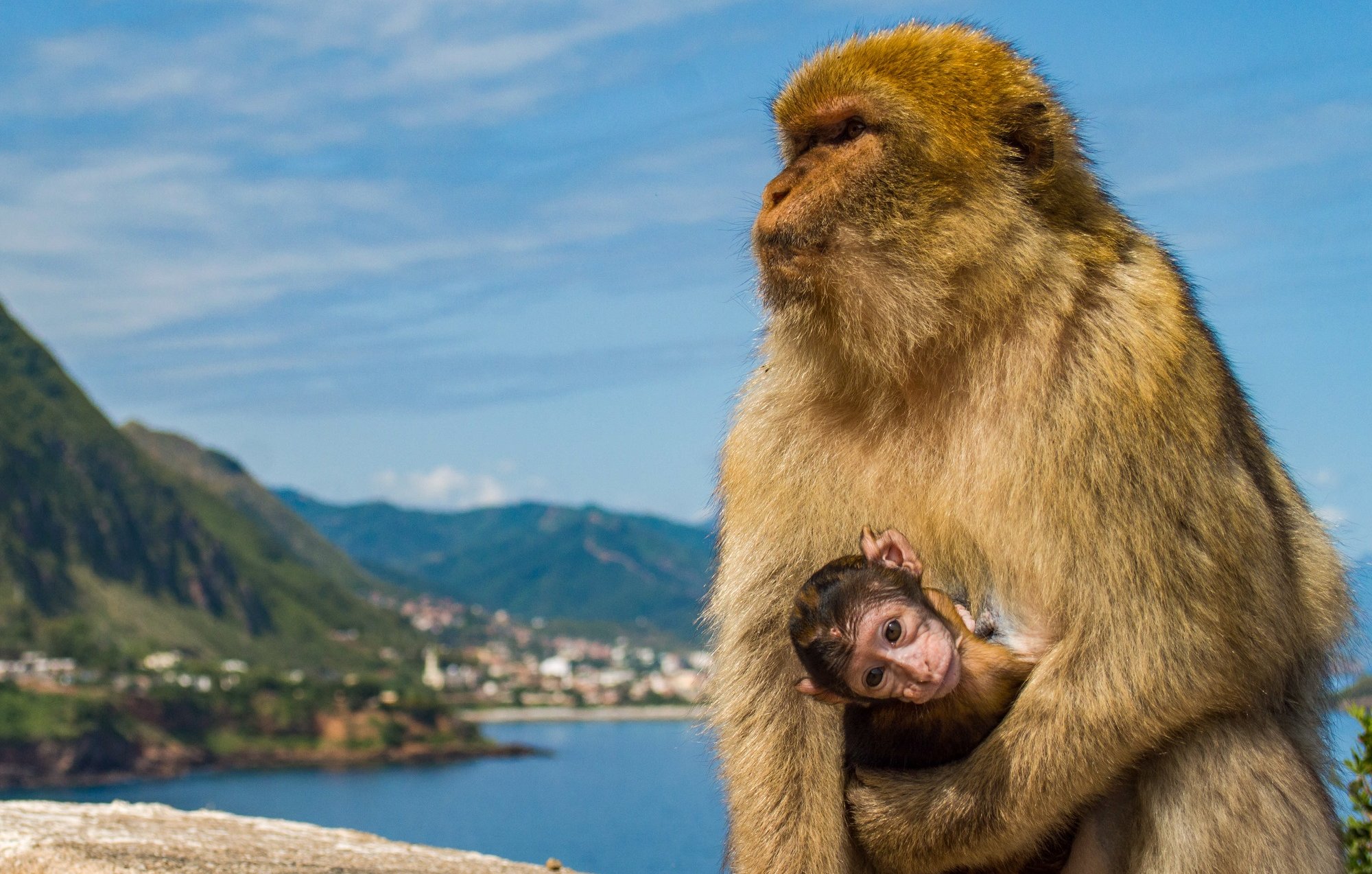 L'image montre deux singes sur un mur surplombant un paysage magnifique. On peut voir un singe adulte avec un pelage brun doré, qui semble protecteur, tenant un plus jeune singe contre lui. En arrière-plan, on aperçoit des montagnes verdoyantes et une mer calme, sous un ciel bleu avec quelques nuages. Cela évoque un moment tendre entre la mère et son petit, dans un cadre naturel pittoresque.