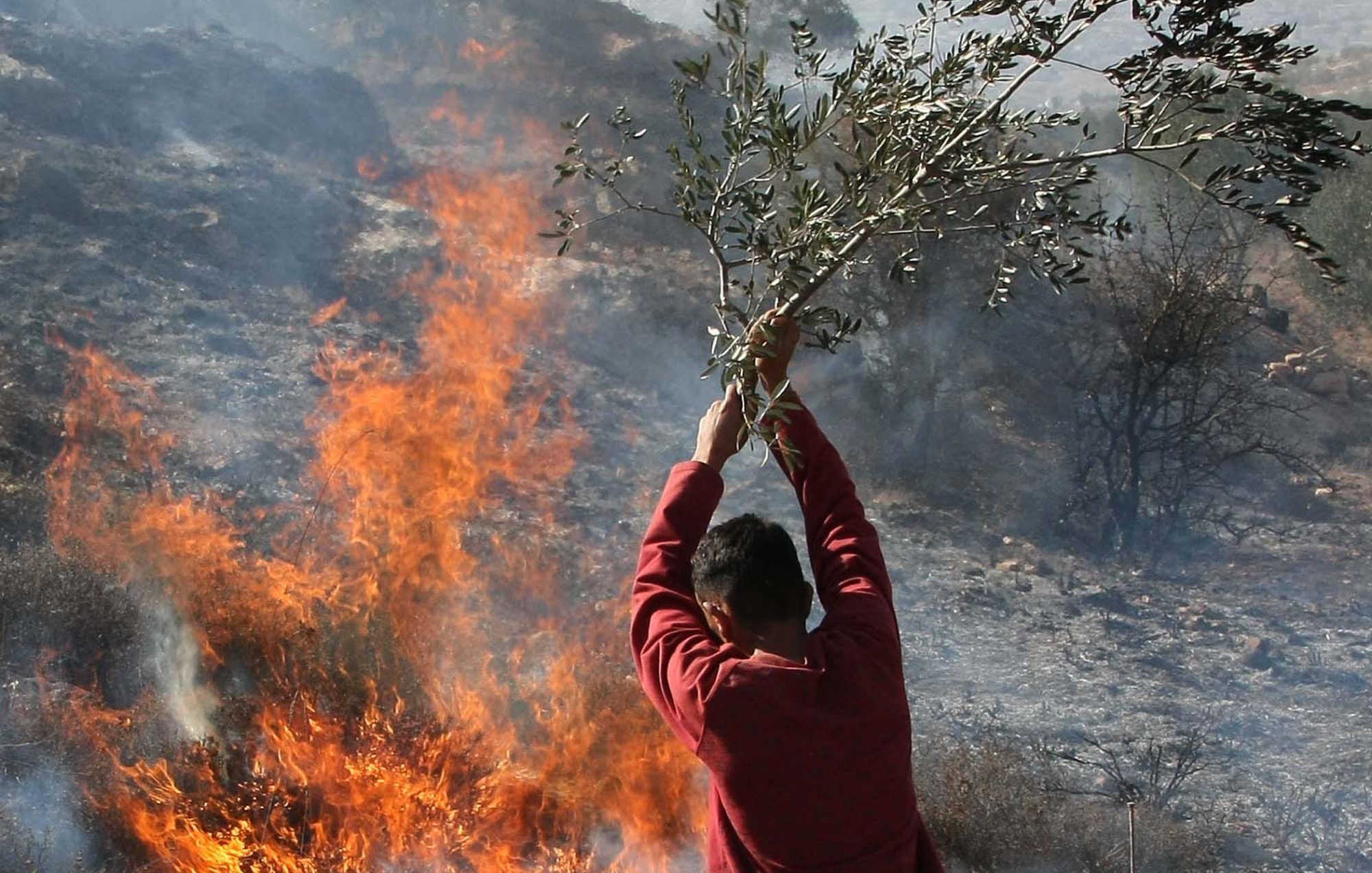 L'image montre un homme tenant une branche d'olivier au-dessus d'un feu de forêt. Des flammes et de la fumée se dégagent autour de lui, créant une scène dramatique. L'arrière-plan présente un paysage partiellement brûlé, suggérant des dommages causés par le feu. L'homme semble concentré sur son action, peut-être pour éteindre le feu ou pour avertir les autres de la situation.