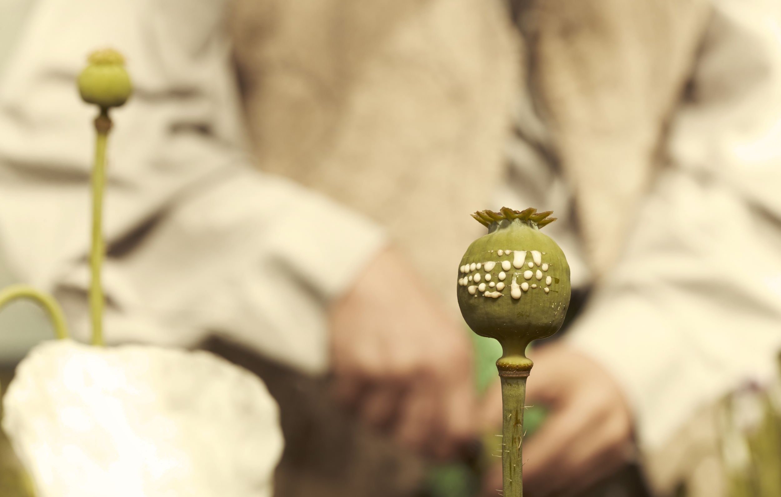 L'image montre un premier plan de capsules de pavot, avec une texture verte et des motifs blancs sur l'une d'elles. En arrière-plan, on aperçoit une personne dont on ne voit que les mains, vêtue d'une chemise claire, et qui semble manipuler les plantes. L'éclairage donne une atmosphère douce et naturelle à la scène.