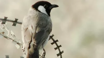 L'image montre un oiseau perché sur une branche. Cet oiseau a une coloration unique, avec un plumage principalement gris et une tête noire avec une tache blanche sur le visage. Son corps est élancé et il semble attentif à son environnement. L'arrière-plan est flou et décoloré, ce qui met en valeur l'oiseau et sa posture.