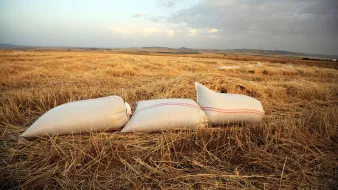 L'image montre un champ de blé ou de céréales après la moisson. Au premier plan, il y a plusieurs sacs de récolte, sans doute remplis de céréales, qui sont posés sur le sol. Le champ est très sec et parsemé de paille. En arrière-plan, le ciel est nuageux, avec des teintes qui suggèrent une lumière douce, probablement au lever ou au coucher du soleil. L'ensemble donne une impression de tranquillité et de ruralité.