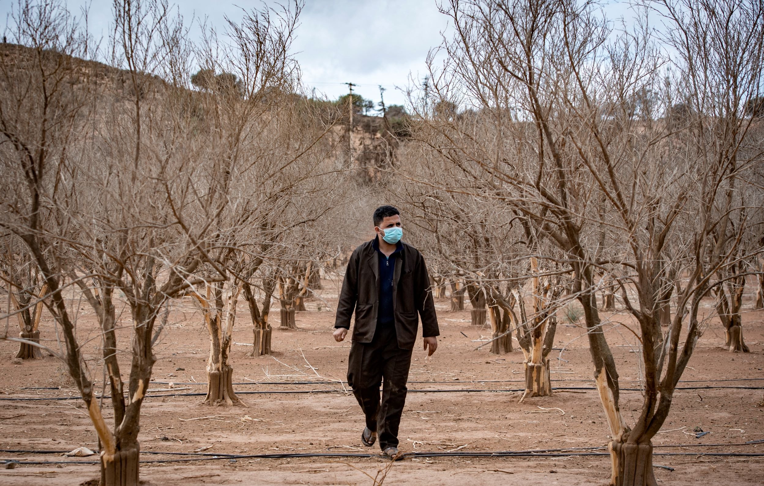 Nell'immagine si vede un uomo che cammina tra alberi secchi in un campo. Gli alberi sono spogli e privi di foglie, suggerendo un ambiente arido o una stagione invernale. L'uomo indossa una mascherina e un abbigliamento scuro, mentre si muove lungo un sentiero tra i tronchi. Il paesaggio appare desolato, con un cielo nuvoloso sullo sfondo.