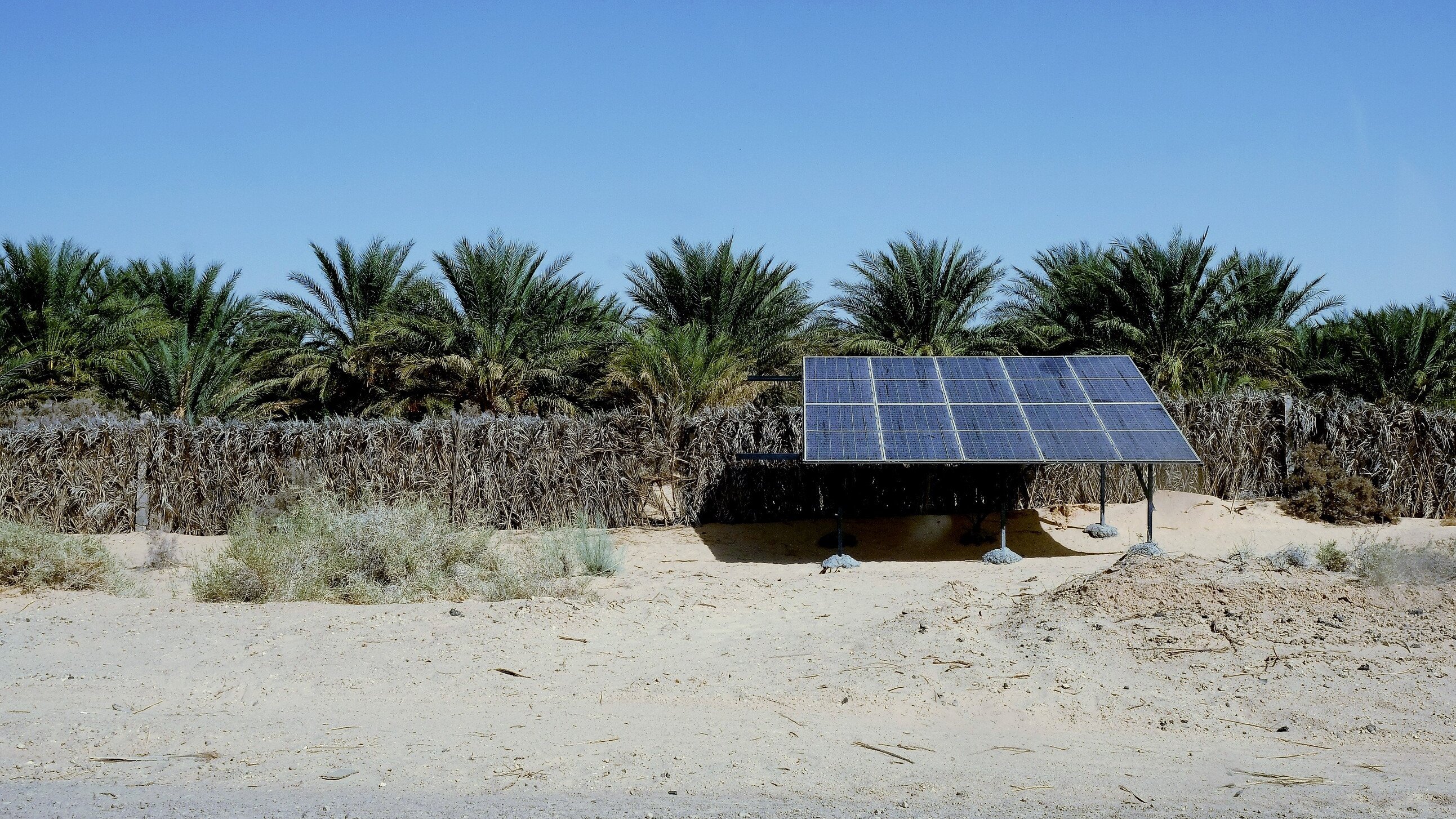 L'immagine mostra un'installazione di pannelli solari situata in un ambiente desertico. Sullo sfondo, si possono vedere palme che crescono, suggerendo la presenza di una vegetazione resistente al clima secco. L'area circostante è caratterizzata da sabbia e vegetazione bassa, tipica dei luoghi aridi. Il sole splende nel cielo blu, evidenziando il focus sulla sostenibilità e sull'energia rinnovabile in questa zona.
