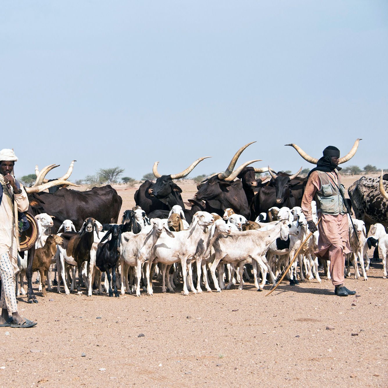 L'image montre un groupe de personnes accompagnant un troupeau d'animaux dans un paysage désertique. On peut voir plusieurs vaches avec des cornes grandes et allongées, ainsi que des chèvres. Les deux personnes présentes portent des vêtements traditionnels adaptés à l'environnement chaud. L'une marche avec un bâton à la main tout en surveillant le troupeau, tandis que l'autre semble observer les animaux. L'arrière-plan est dégagé, soulignant l'immensité du terrain désertique.