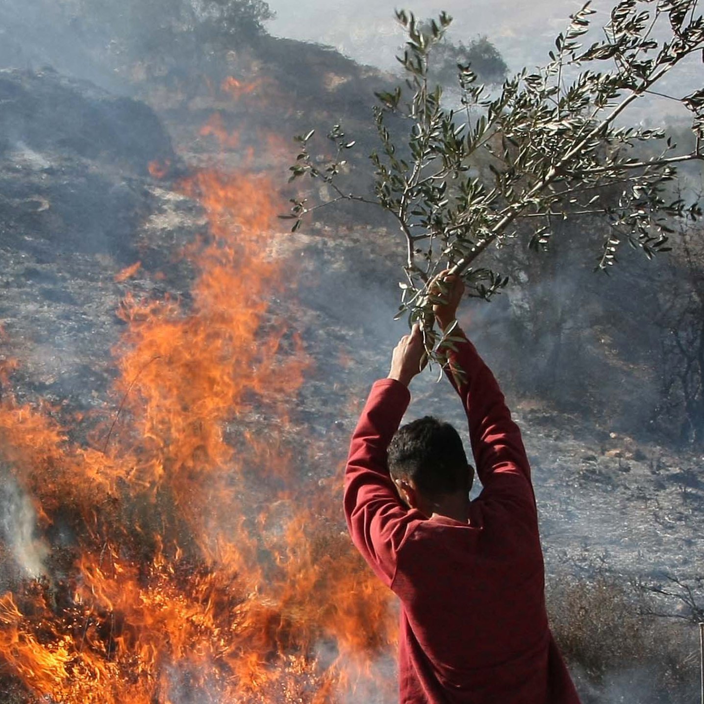 L'image montre un homme tenant une branche d'olivier au-dessus d'un feu de forêt. Des flammes et de la fumée se dégagent autour de lui, créant une scène dramatique. L'arrière-plan présente un paysage partiellement brûlé, suggérant des dommages causés par le feu. L'homme semble concentré sur son action, peut-être pour éteindre le feu ou pour avertir les autres de la situation.