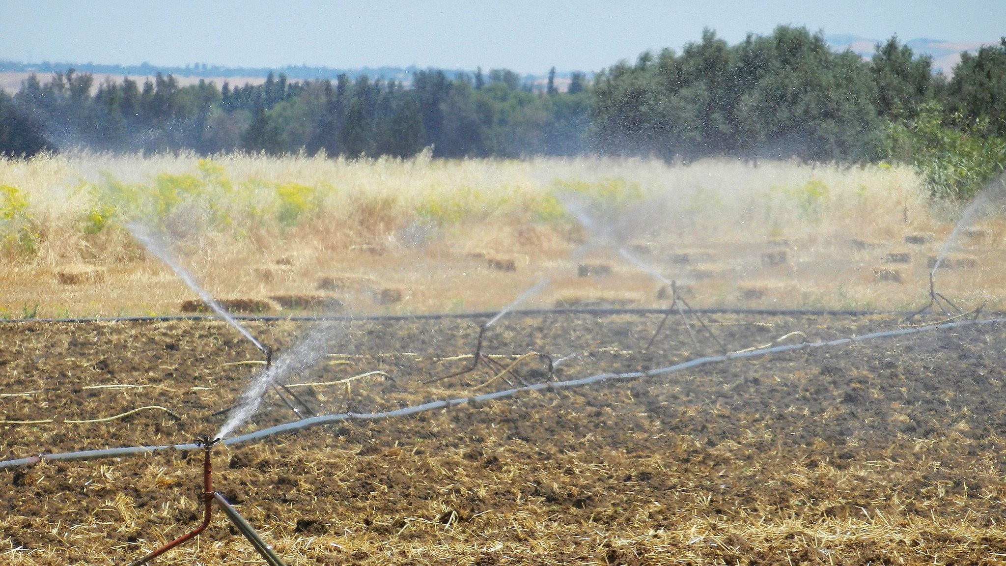 تظهر في الصورة مزرعة حيث يتم ري الأرض. يتم ضخ الماء من خلال أنابيب مرتبة على طول الحقل، حيث تتصاعد الرشات بشكل منعش فوق التربة الجافة. في الخلفية، تظهر بعض الأشجار والمزارع الأخرى، مما يدل على بيئة زراعية. السماء زرقاء وصافية، مما يضفي شعوراً بالهدوء والطبيعة.
