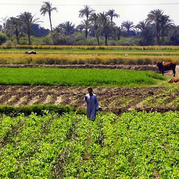 L'image montre un paysage rural avec de vastes champs cultivés. Au premier plan, des rangées de plantes verts poussent, probablement des légumes ou des cultures. On peut voir un homme au milieu des champs, portant une tenue traditionnelle. À l'arrière-plan, on aperçoit des palmiers et des terres agricoles étendues. Il y a aussi des vaches paissant tranquillement dans le champ. L'ensemble dégage une atmosphère paisible et bucolique.