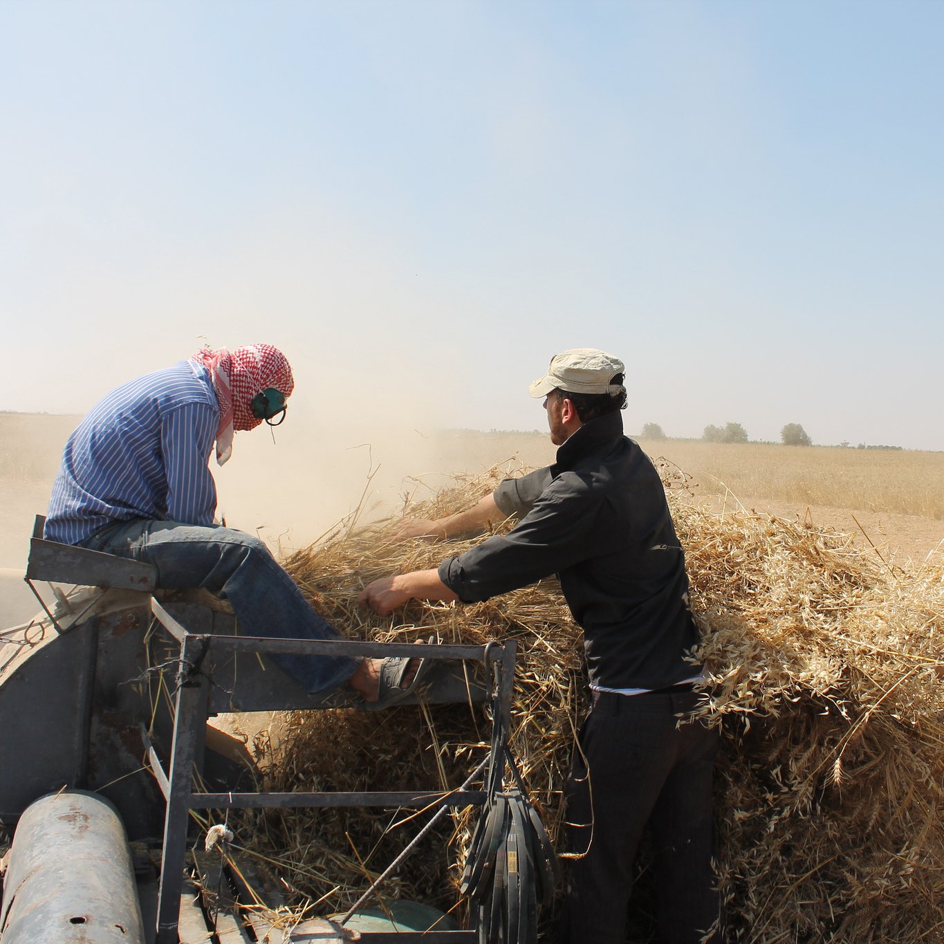 The image depicts a rural agricultural scene, likely during harvest time. There are three men working together. One man is seated on a harvesting machine, wearing headphones and a head scarf. Another man stands beside him, contributing to the process, while a third man works in the foreground, wearing a mask and a yellow shirt. Dust is rising from the ground, indicating a dusty environment typical of harvest activities. The background shows a clear sky and fields, emphasizing the outdoor setting.
