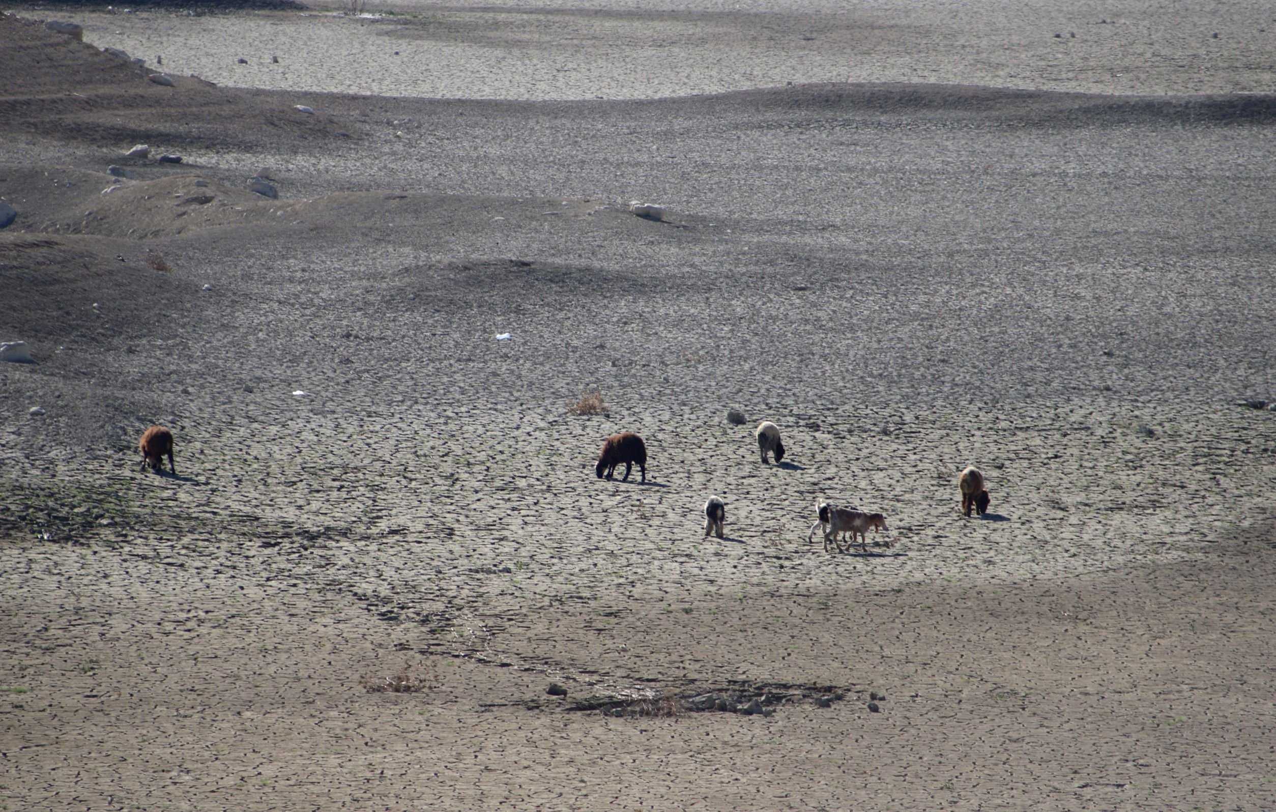 L'image montre un paysage désertifié avec un sol craquelé, indiquant un manque d'eau. On y voit plusieurs animaux, probablement du bétail, qui pâturent sur cette terre aride. Le sol est sec et stérile, ce qui témoigne d'une sécheresse ou d'une condition environnementale difficile. Les animaux semblent chercher de la nourriture dans ce terrain peu propice.