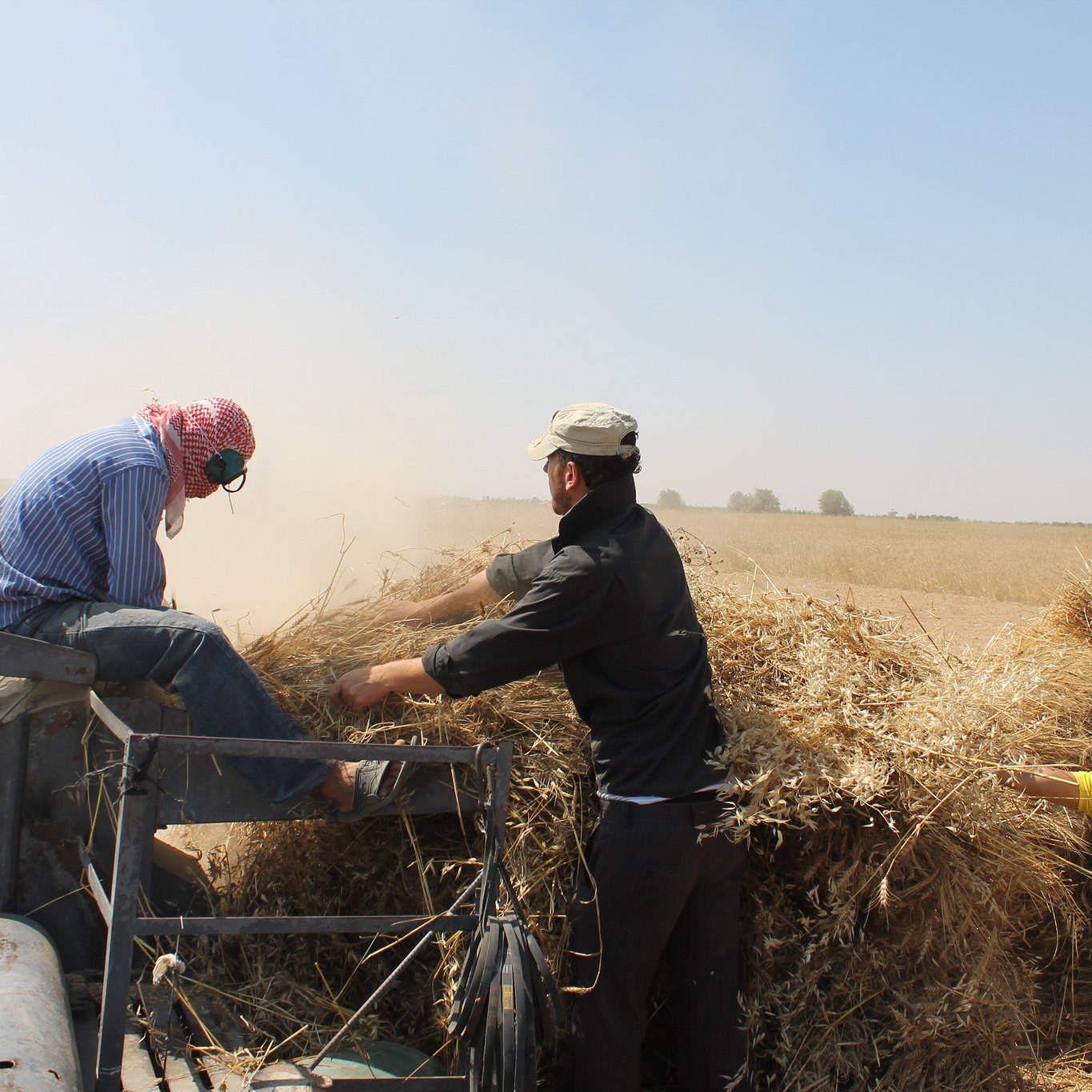 L'image montre des travailleurs dans un champ, probablement en train de récolter du blé ou une autre culture. Il y a de la poussière dans l'air, ce qui indique une activité de récolte intense. Un homme porte des écouteurs et un couvre-chef, tandis que deux autres hommes, également vêtus de manière adaptée, manipulent des gerbes de paille. L'un d'eux porte un masque, probablement pour se protéger de la poussière. L'environnement est rural, avec des champs s'étendant à perte de vue.