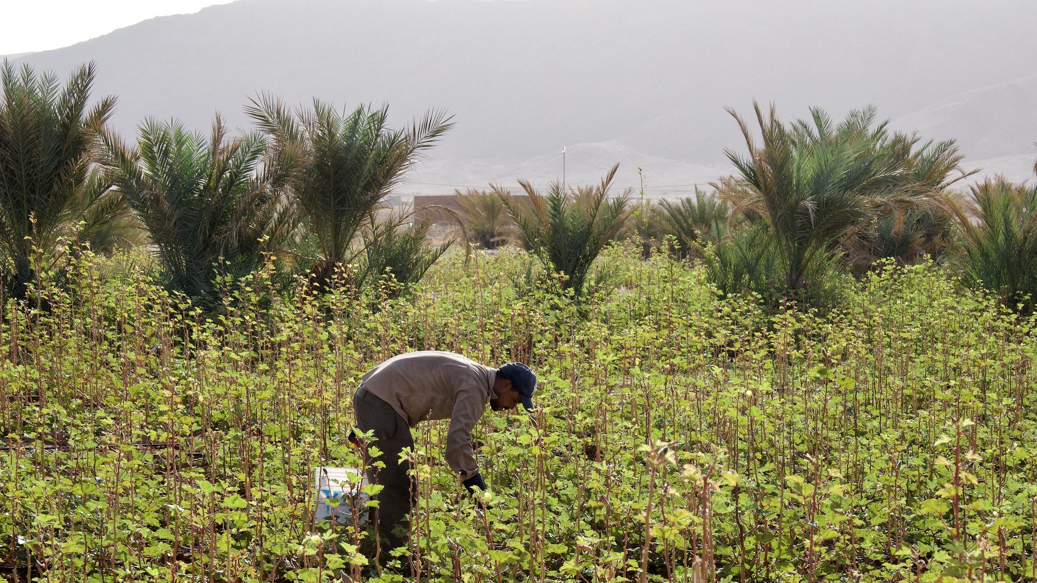 L'image montre un agriculteur travaillant dans un champ verdoyant. Il est penché en avant, probablement en train de désherber ou de récolter des plantes. Autour de lui, on peut voir de nombreuses jeunes pousses et des palmiers en arrière-plan, ce qui donne une impression de pleine nature et de travail agricole dans un environnement rural. La lumière douce suggère un moment de la journée où le soleil est bas, ajoutant une atmosphère sereine à la scène.