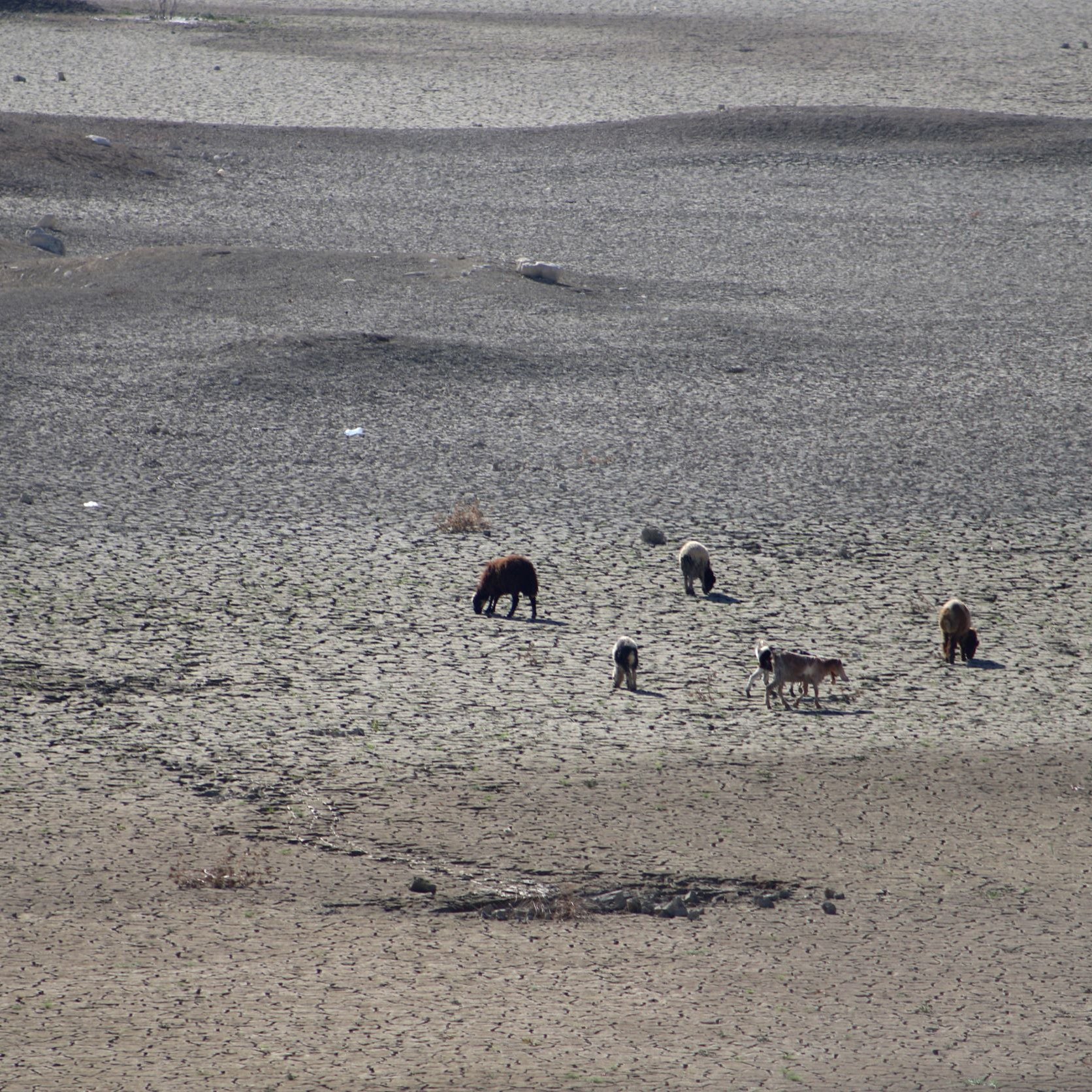L'image montre un paysage désertifié avec un sol craquelé, indiquant un manque d'eau. On y voit plusieurs animaux, probablement du bétail, qui pâturent sur cette terre aride. Le sol est sec et stérile, ce qui témoigne d'une sécheresse ou d'une condition environnementale difficile. Les animaux semblent chercher de la nourriture dans ce terrain peu propice.