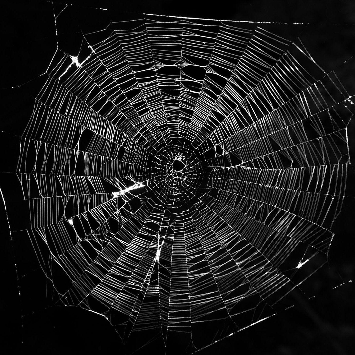 L'image montre une toile d'araignée délicate et complexe, construite avec des fils translucides et brillants. Le fond est sombre, ce qui met en valeur la structure de la toile. Les motifs géométriques formés par les fils créent un effet visuel fascinant, capturant la lumière de manière à donner à l'ensemble un aspect presque artistique. La toile est parfaitement centrée, avec un large cercle au centre, et les rayons s'étendent uniformément vers l'extérieur.