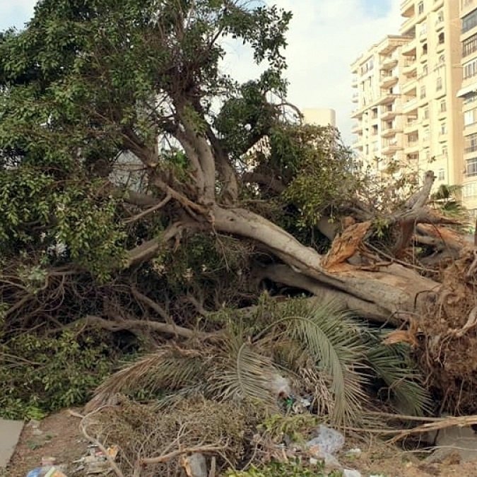 L'image montre un arbre déraciné, étendu sur le sol, avec ses branches et feuillages éparpillés. On peut voir des déchets et débris végétaux autour de l'arbre, ainsi que des bâtiments en arrière-plan. L'ensemble donne une impression de désordre et de négligence.
