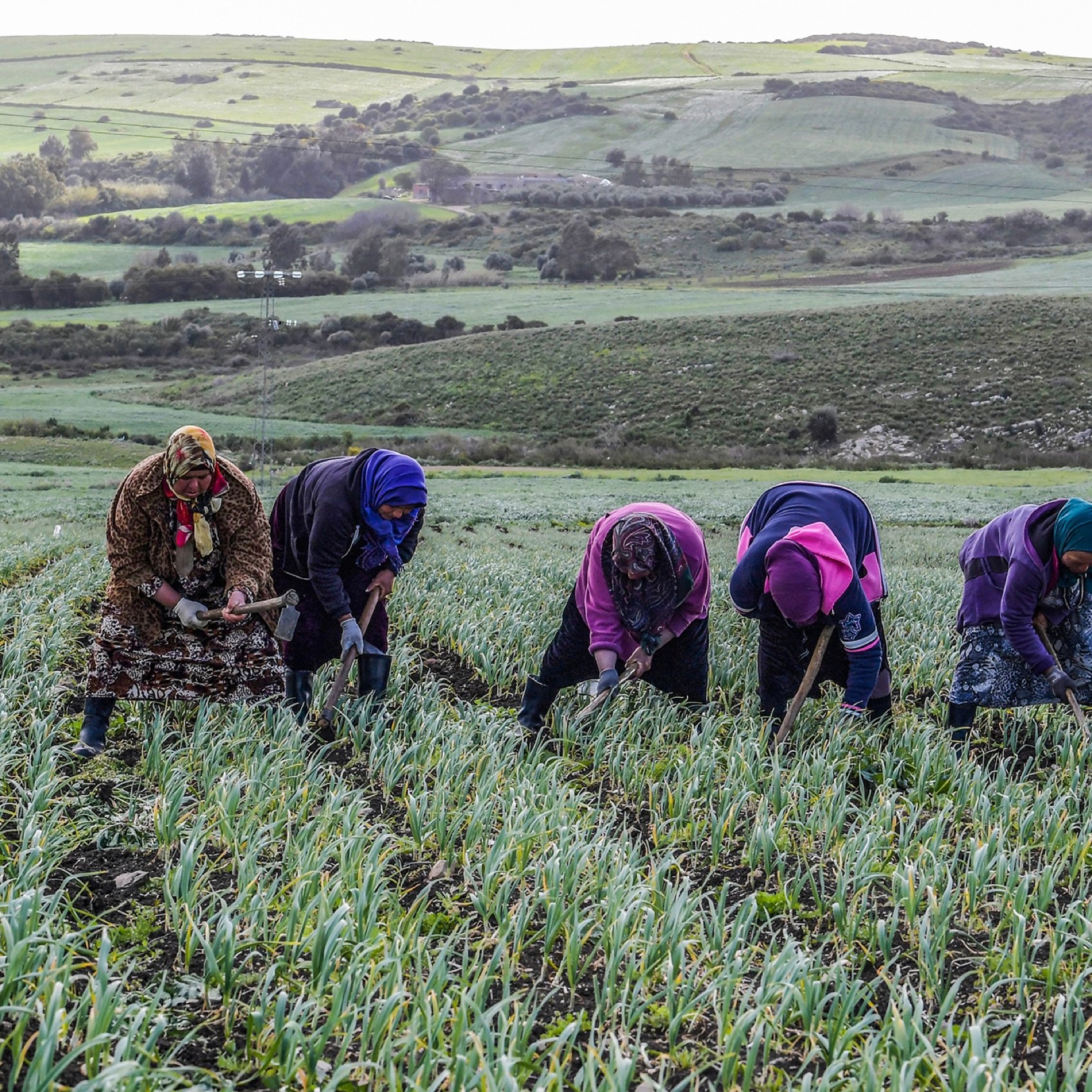 L'image montre un groupe de femmes qui travaillent dans un champ. Elles sont penchées en avant, arrachant des plantes ou récoltant des légumes. Les membres du groupe portent des vêtements colorés et des foulards, ce qui suggère qu'elles sont engagées dans des activités agricoles. En arrière-plan, on aperçoit des collines verdoyantes, qui ajoutent à la beauté du paysage rural. L'atmosphère semble être calme et paisible, représentant le travail acharné lié à l'agriculture.
