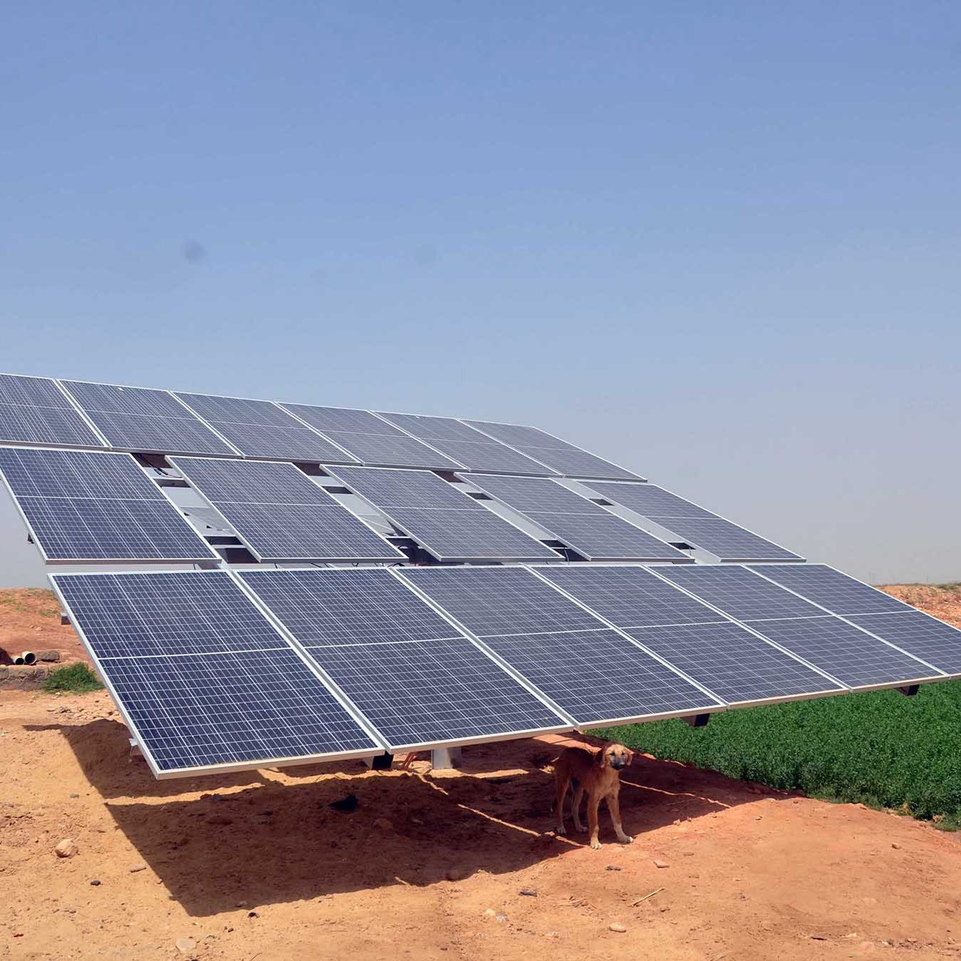 تظهر في الصورة مجموعة من الألواح الشمسية المثبتة بزاوية على قاعدة، حيث يتواجد تحتها كلب. الأرض المحيطة بالألواح صحراوية وتظهر فيها بعض النباتات الخضراء، كما يوجد في الخلف عدد من أشجار النخيل تحت سماء زرقاء واضحة. وتعكس الصورة استخدام الطاقة الشمسية في المناطق القاحلة.
