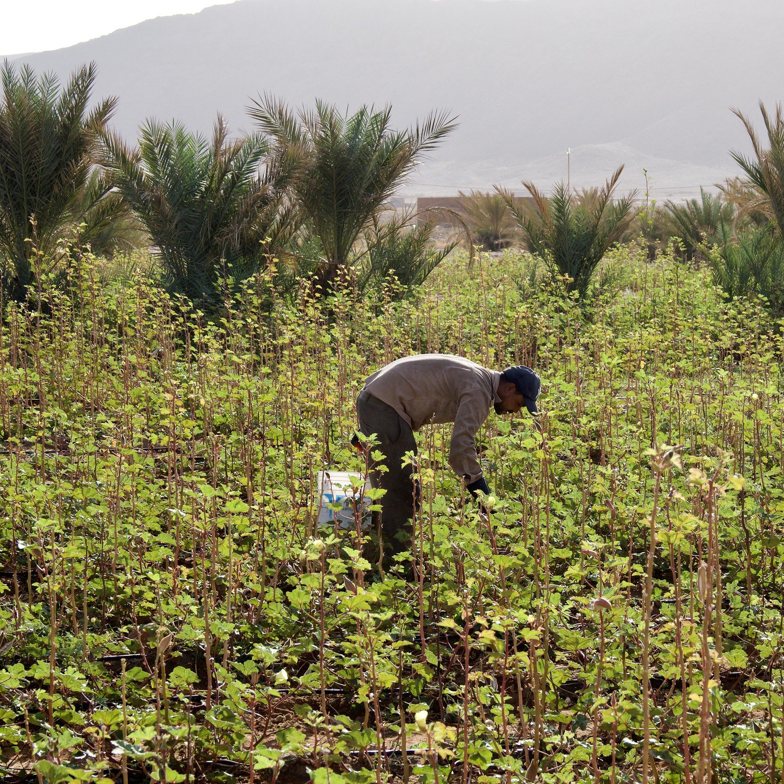 L'image montre un agriculteur travaillant dans un champ verdoyant. Il est penché en avant, probablement en train de désherber ou de récolter des plantes. Autour de lui, on peut voir de nombreuses jeunes pousses et des palmiers en arrière-plan, ce qui donne une impression de pleine nature et de travail agricole dans un environnement rural. La lumière douce suggère un moment de la journée où le soleil est bas, ajoutant une atmosphère sereine à la scène.